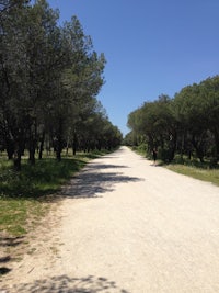 a dirt road in a park